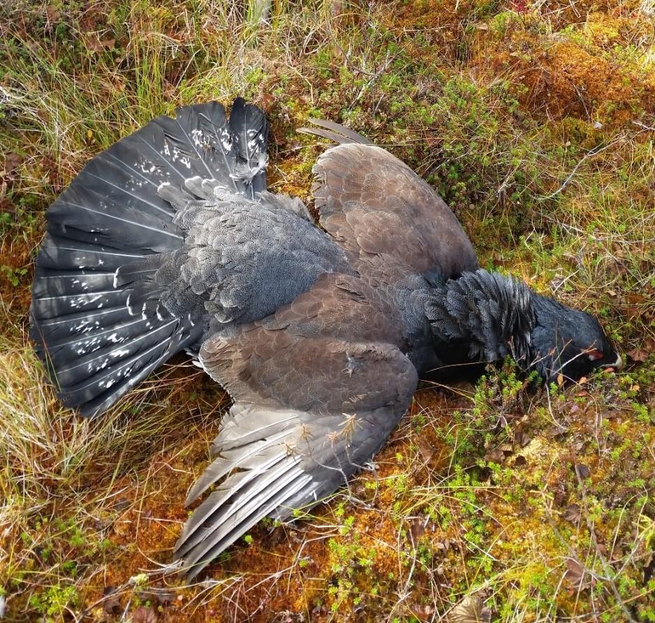 Puheenjohtajan tervehdys Yhdistyksen vuosikokous pidettiin 15.3.2017 Iso-Valkeisella. Toimihenkilöihin tuli joitakin muutoksia.