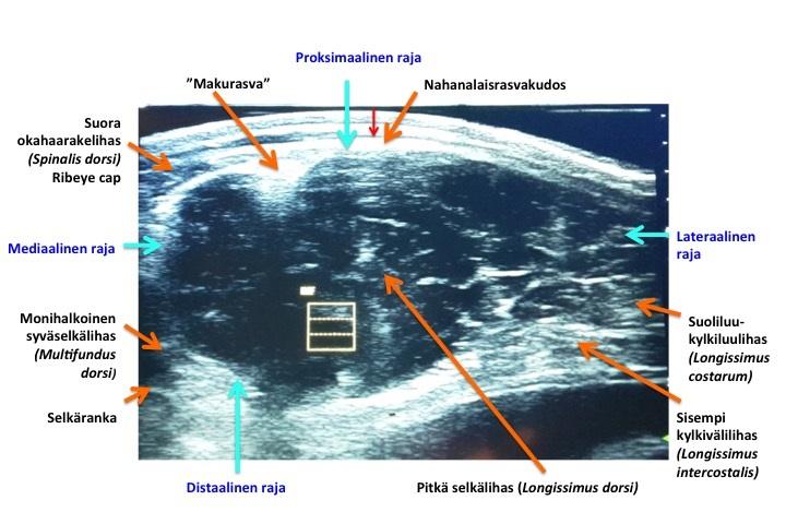 Kuva 12. Ultraäänimittauskuvan anatomiset rajat ja lihasnäkymä. Kuva otetaan anturiin kiinnitetyn silikonityynyn kanssa (Kuva: Maiju Pesonen). Pintarasva on yleensä käytännössä helpoin mitattava.