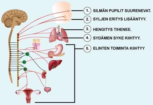 eri elinjärjestelmien oireita Stressihormonit