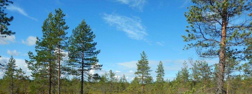 60 Kuva 10-1 Korvanevan aluetta. 10.2.2 Linnusto Korvanevan hankealueen ja lähialueiden linnustoa on selvitetty sekä pesimälinnustoettä muuttolintuselvityksillä.