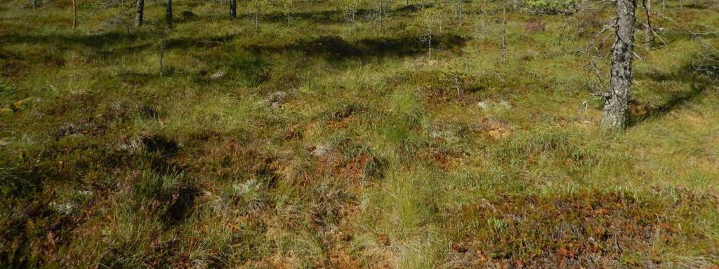 Lisäksi hankealueen välittömään läheisyyteen suunnitellun Rustarin tuulipuistohankkeen alueella on vuonna 2015 toteutettu pesimälinnusto-, pöllö- ja kanalintuselvitykset (Sweco Ympäristö Oy 2015b,
