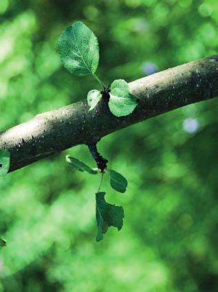 Pikakompostori Bioan ECO 9 95 40