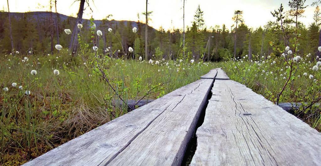 Pitkokset herättävät tunteita. Ne ovat monelle tärkeitä tunnelmanluojia, mutta yhtä lailla niiden kestävyys saa negatiivista palautetta. Kuva: Anna Pakkanen 3.