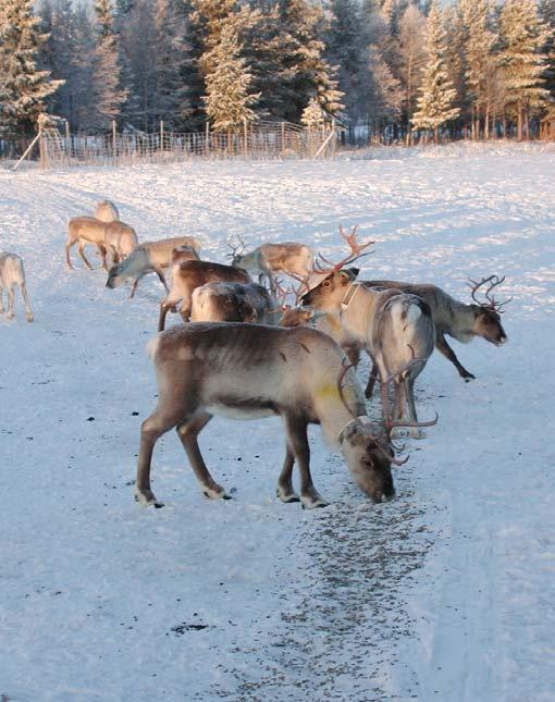 Laitteet jakavat pelletit