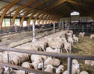 Hiehot ja lampaat sulassa sovussa uudessa pihatossa. Työlistalta selviävät kaikki oleelliset tiedot tarkastettavista lehmistä.