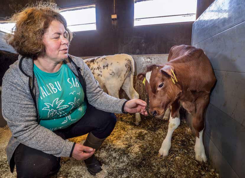 Genomitestillä oikeita valintoja Parkanon Linnankylässä sijaitseva Mäntylän perheen omistama karja on kasvanut vauhdilla. Reilussa 20 vuodessa eläinmäärä on lähes kymmenkertaistunut.