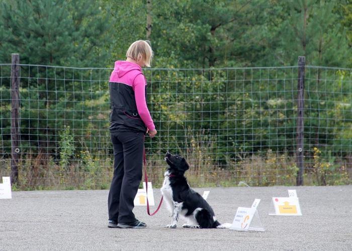 tunnistaa stabyhouniksi. VÄRI: Musta, ruskea tai oranssi valkoisin merkein. Pisteet ja/tai pienet pilkut valkoisessa värissä ovat sallitut.