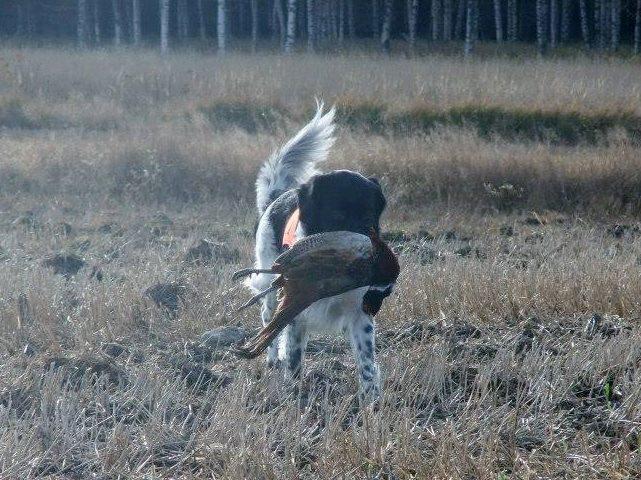 Luonne: Tuomareiden tulee huomioida entistä tarkemmin koekertomuksissa ja näyttelyarvosteluissa mikäli koiran luonteessa on jotain huomauttamista.