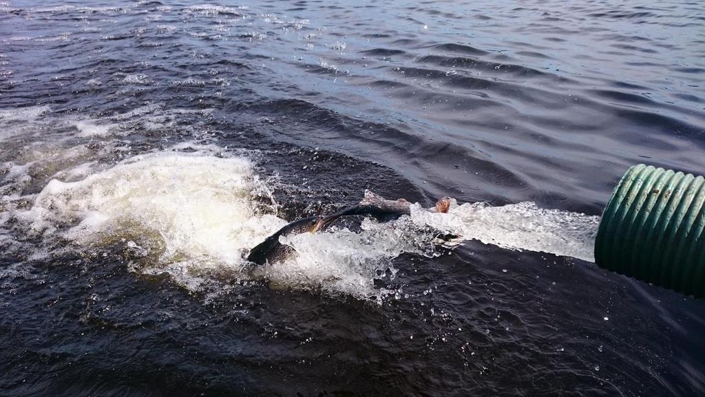 Pohjois-Päijänteen ja Etelä- ja Keski-Päijänteen kalastusalueet Päijänteen taimen- ja järvilohimerkinnät