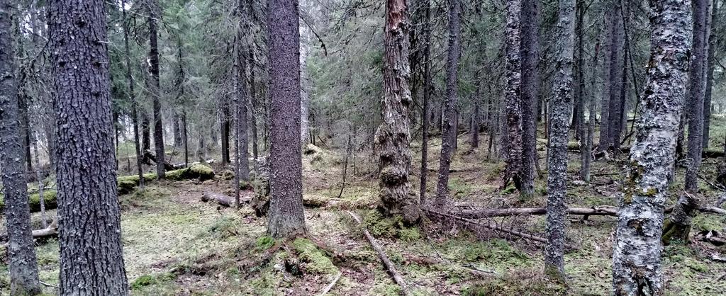 NÄKYMIÄ SYYSKUU 2017 LAPIN ELY-KESKUS Natura 2000-verkoston ekologisten yhteyksien ja yhtenäisyyden lisäämistä Lounais-Lapissa Increasing the ecological connections and coherence of the Natura 2000