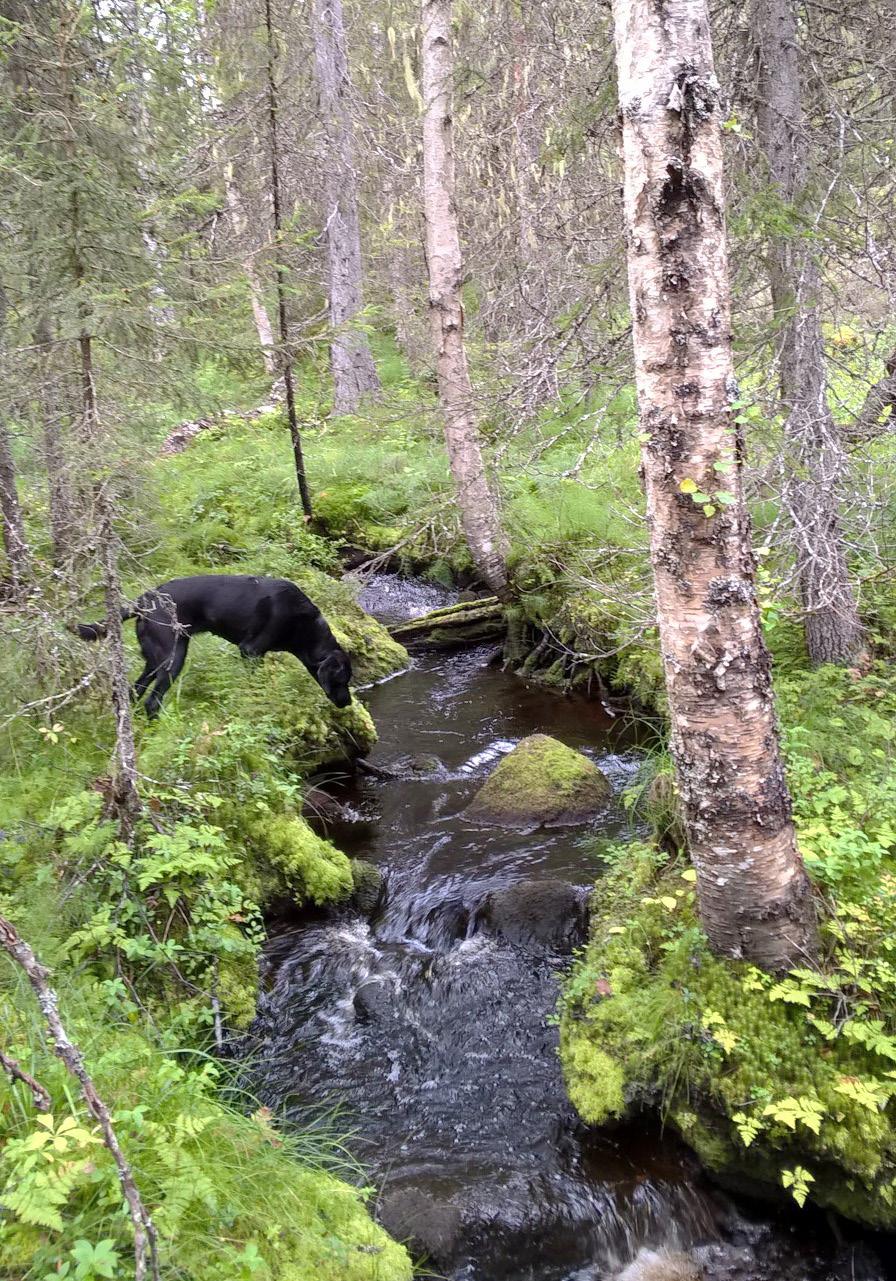 Luonnon monimuotoisuuden väheneminen heikentää ekosysteemien kykyä sopeutua muun muassa ilmastonmuutokseen.