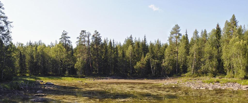Sanasto Glossary Biodiversiteetti: Elollisen luonnon monimuotoisuus. Monimuotoisuutta pyritään turvaamaan toimilla, jotka lisäävät alkuperäisen luonnon, eliölajien ja niiden geenivarojen arvoa.