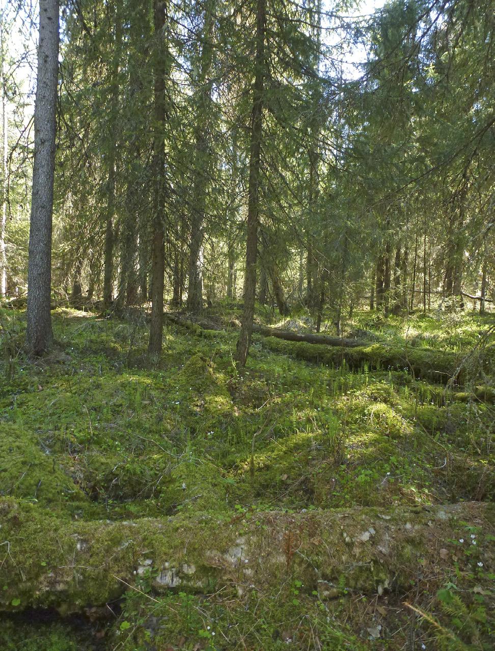 ekologiseen kokonaisuuteen kuuluvien elävien eliöiden vaihtelevuutta; tähän lasketaan myös lajin sisäinen ja lajien välinen sekä ekosysteemien monimuotoisuus. Biodiversity: Diversity of living nature.