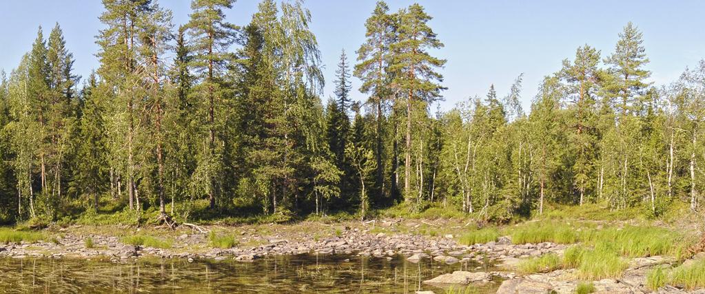 Metsähallitus Jari Ilmonen Ennallistaminen: Ennallistamisia tehdään alueilla joiden ekosysteemin tila on ihmistoiminnan takia heikentynyt, vahingoittunut tai tuhoutunut.