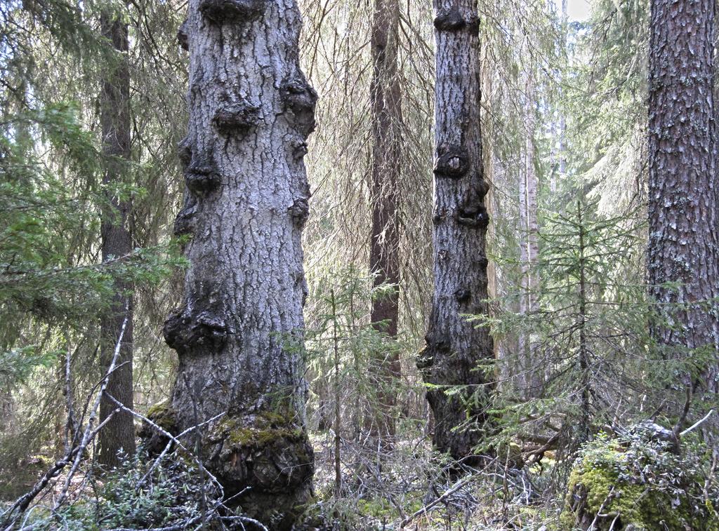 Restoration: Restorations are done where the state of ecosystem has been declined, damaged or destroyed by human activity.