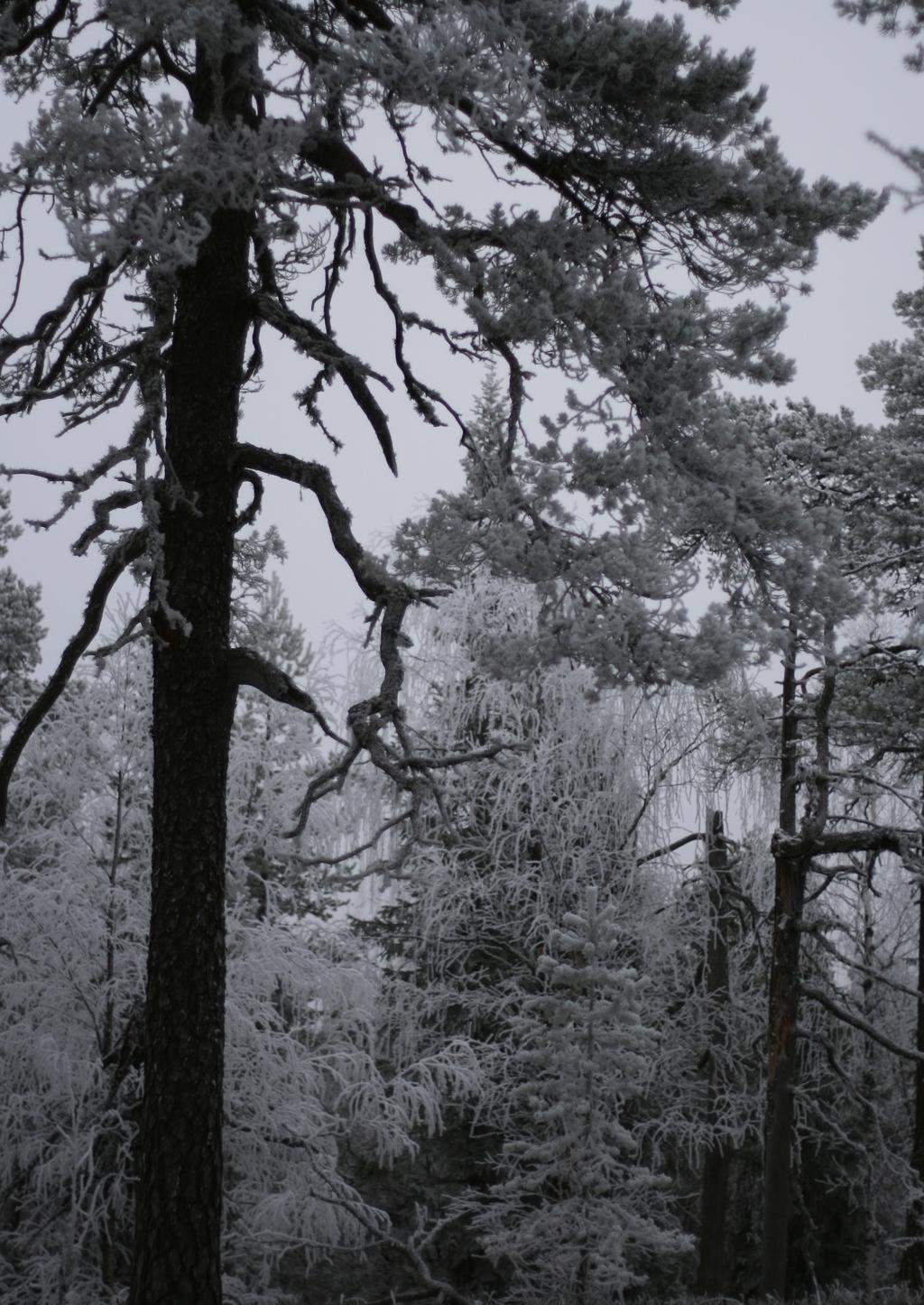 Toimijat: Lapin elinkeino-, liikenne- ja ympäristökeskus (koordinoija) Metsähallitus Luonnonvarakeskus Suomen metsäkeskus Hankealue Suomen Lounais-Lapissa: 500 000 hehtaaria 37