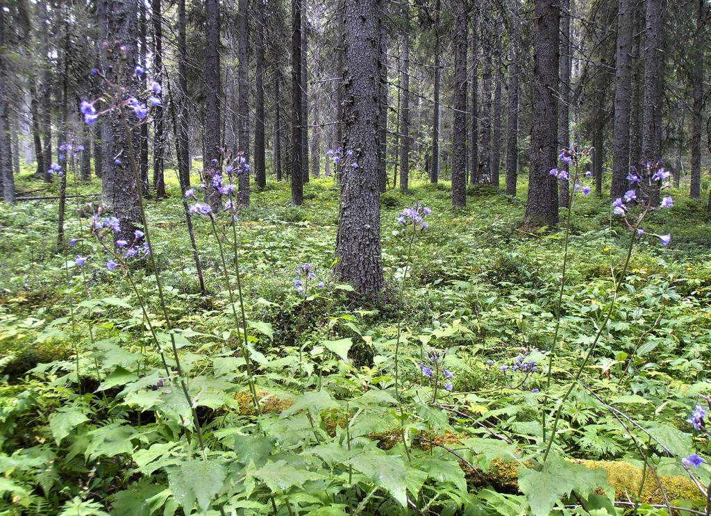 Zonation-analyysien avulla pyrittiin paikallistamaan kohteita, joista muodostuisi ekologiselta kannalta tehokas olemassa olevien ja potentiaalisten suojelualueiden verkosto Lounais-Lapin alueelle.