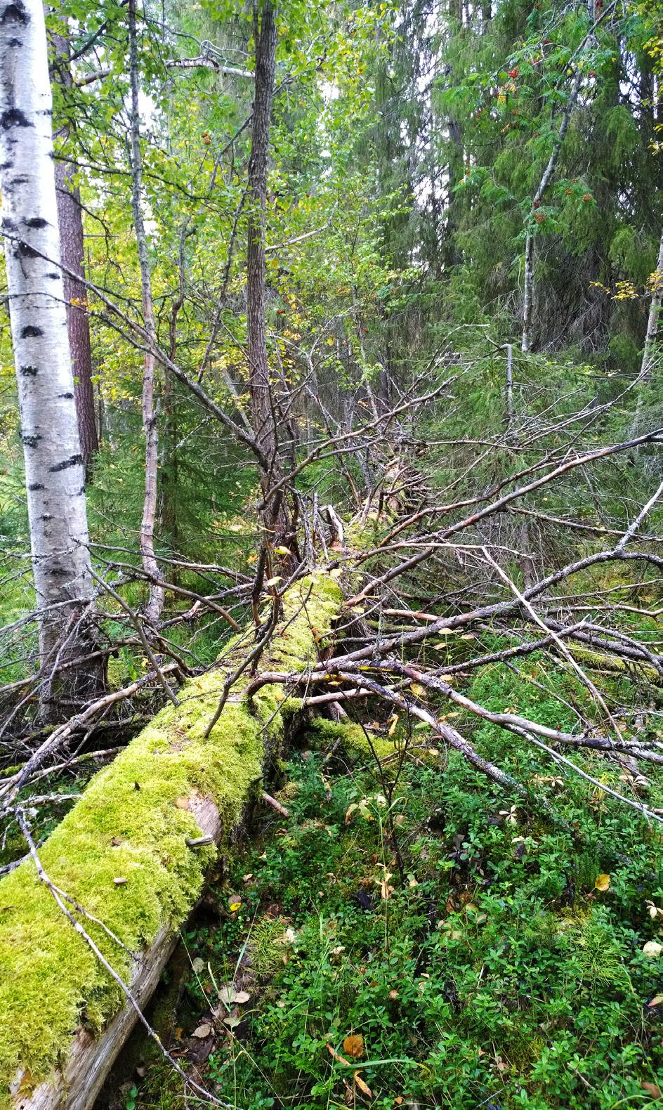 Nature management for increasing the biodiversity in forests and peatlands Both restoration and nature management plans were drawn for the project area.