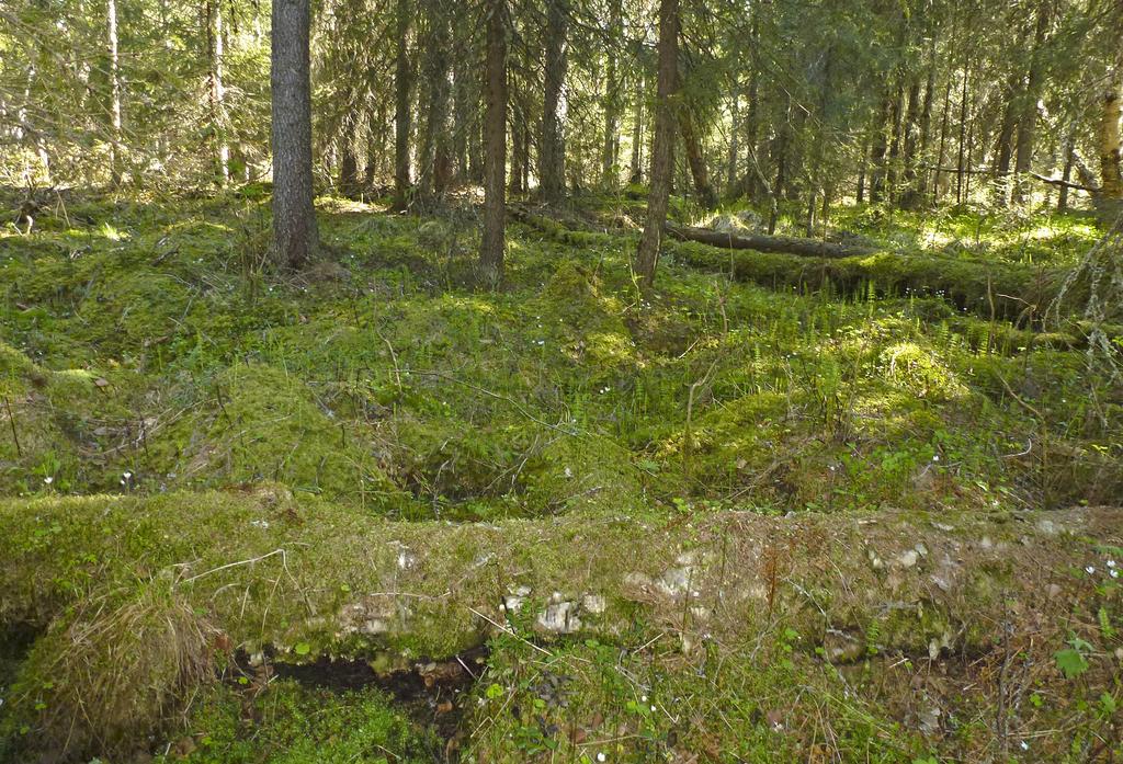 Nature management plans aim at perceiving the biodiversity values of the area and at giving recommendations on how to preserve and enhance these values.