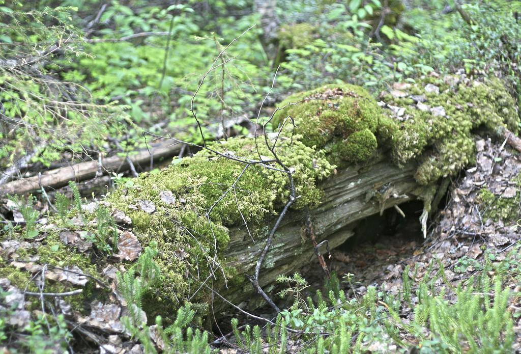 Lahopuuta kolopesijöille ja hyönteisille Decayed wood for holenesting birds and insects Monet uhanalaiset lajit tarvitsevat elinympäristössään palanutta puuainesta tai lahopuuta.