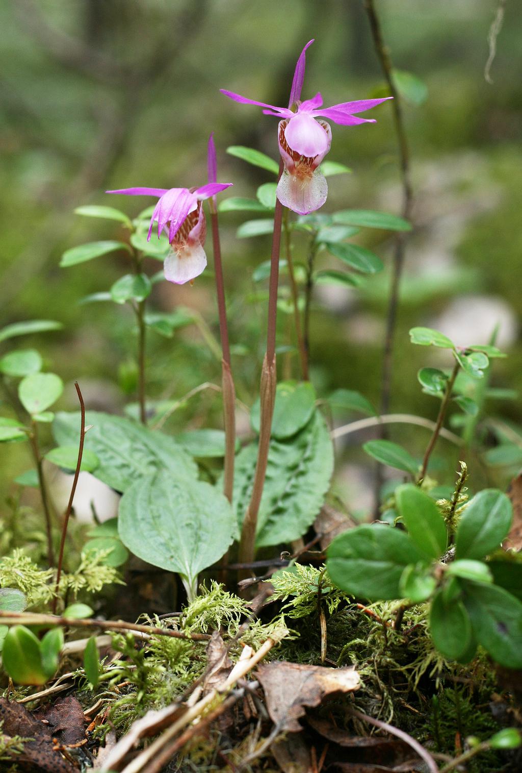 Uhanalaisten lajien elinympäristöjen turvaamista NATNET Life+ hankkeen kohdelajeja ovat mm. neidonkenkä (Calypso bulbosa) ja tikankontti (Cypripedium calceolus).