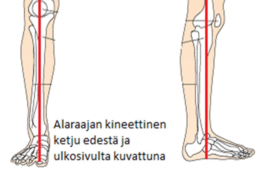 Lihaksiston tehtävänä on tukea ja ohjata niveltä kuormituksen aikana. (1, 3, 4, 5, 10, 11, 19.) Nivelen liikkuvuutta tarvitaan päivittäisessä elämässä.