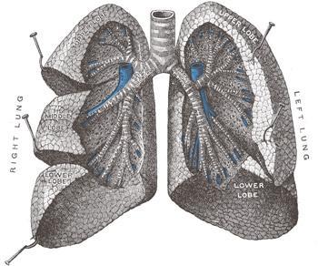 Keuhkosairaus Astma, COPD Obeesiteetti?