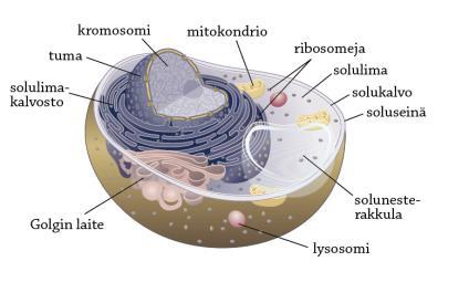 Sienisolun rakenne Soluseinä Tuma (sis.