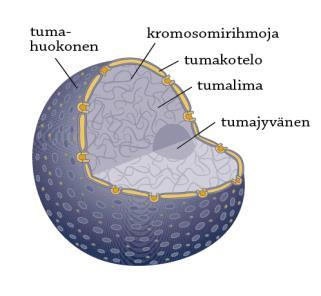 Tumalimassa on kullekin lajille tyypillinen määrä kromosomeja.