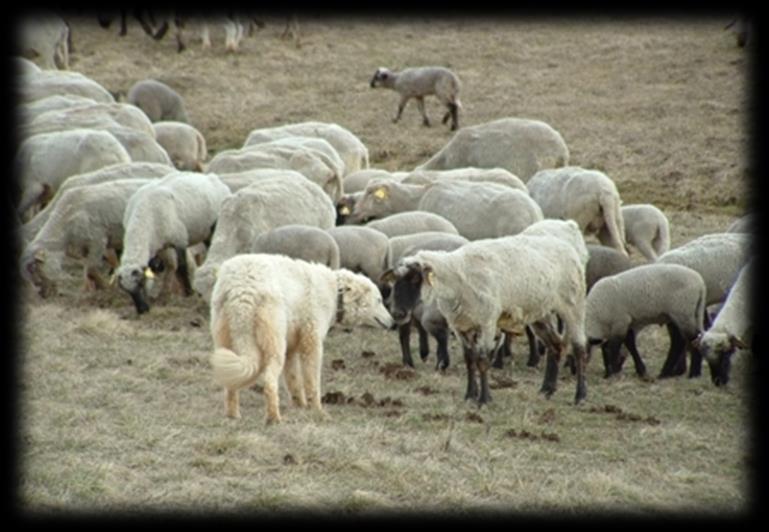 Lyhyt historiaosuus Kuvasz on jo kauan sitten nykyisen Unkarin alueelle vakiintunut ikivanha paimenkoira. Sen esivanhemmat tulivat Karpaattien keskustasangolle (nyk.