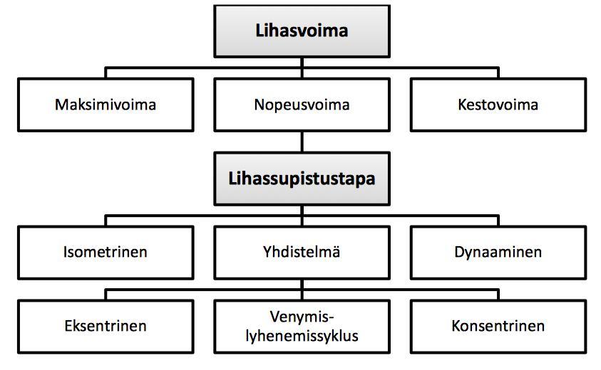 KUVA 2. Voiman jaottelu eri osatekijöihin ja lihaksen supistustavat tuottaa voimaa (Ahtiainen & Häkkinen 2007). 3.