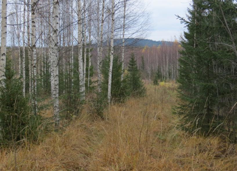 5.4 Maisema- ja kulttuuriympäristövaikutukset 5.4.1 Nykytila Hankealue sijaitsee metsätalousalueiden keskellä eikä sillä sijaitse rakennuksia.