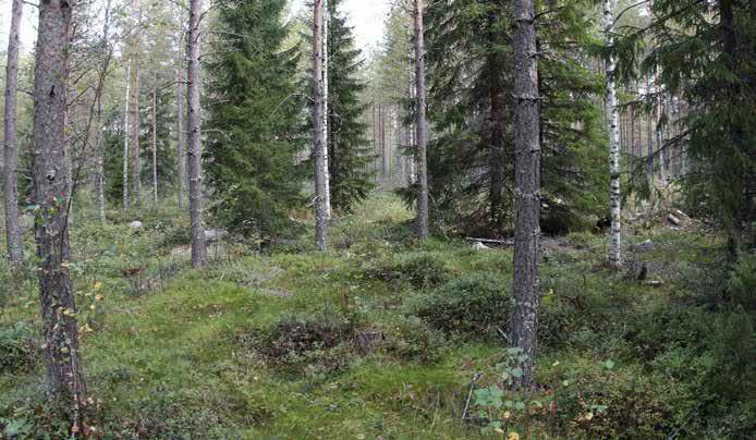 Aluskasvillisuudessa kasvaa puolukkaa, mustikkaa, lillukkaa, kevätpiippoa, kangasmaitikkaa, oravanmarjaa, metsätähteä, kultapiiskua ja metsälauhaa.