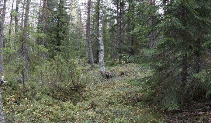 Aluskasvillisuudessa kasvaa puolukkaa, mustikkaa, lillukkaa, kangasmaitikkaa, oravanmarjaa, kevätpiippoa, vanamoa, metsätähteä, variksenmarjaa ja kultapiiskua.