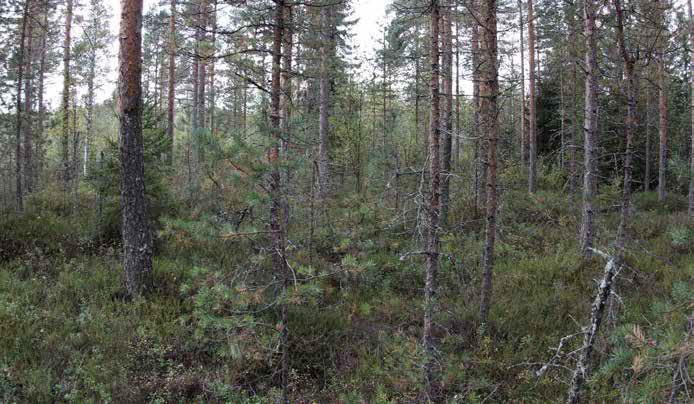 Aluskasvillisuudessa kasvaa runsaina suopursua, vaivaiskoivua ja kanervaa sekä tupasvillaa, variksenmarjaa, juolukkaa, lakkaa, puolukkaa, mustikkaa