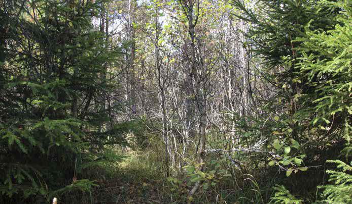 Aluskasvillisuudessa esiintyy puolukkaa, mustikkaa, kevätpiippoa, kultapiiskua, sarjakeltanoa, suo-orvokkia, luhtarölliä, metsä- ja nurmilauhaa, viitakastikkaa, maitohorsmaa,