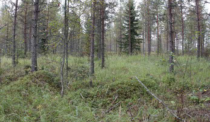 Aluskasvillisuus on kosteudesta johtuen rehevää; runsaina kasvavat viitakastikka, metsälauha, maitohorsma ja metsäkorte.