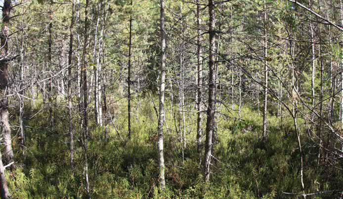 Pensaskerroksessa esiintyy virpapajuja ja katajia sekä lehti- ja havupuiden taimia.