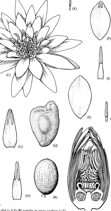 Koppisiemenisten luokittelu Koppisiemeniset: 4 pääryhmää ANITA ja magnolidit ANITA APG IV 3 Angiosperms A N A Magnoliidit 1 sirkkaiset 2 sirkkaiset Jari Oksanen (Biologia) Koppisiemeniset: