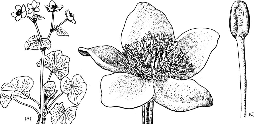 Heinä Niittynurmikka (Poa pratensis) Commelinidit Figure 1.