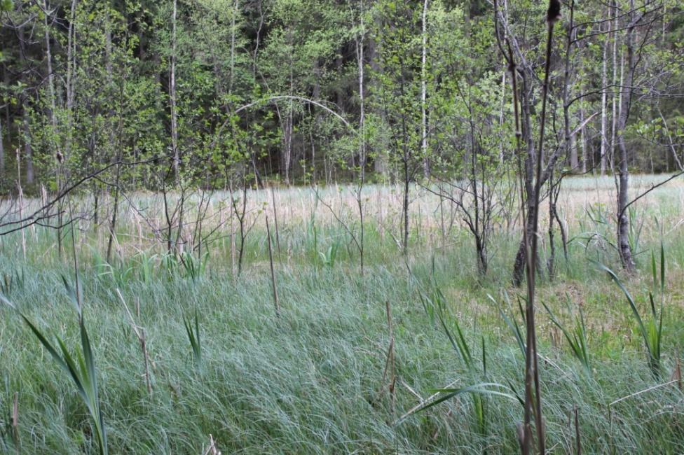 Paikoin kasvaa myös kieloa, lillukkaa ja variksenmarjaa. Pohjakerroksessa kasvaa seinä-, metsäkerros- ja kangaskynsisammal sekä paikoin vähän poronjäkäliä.
