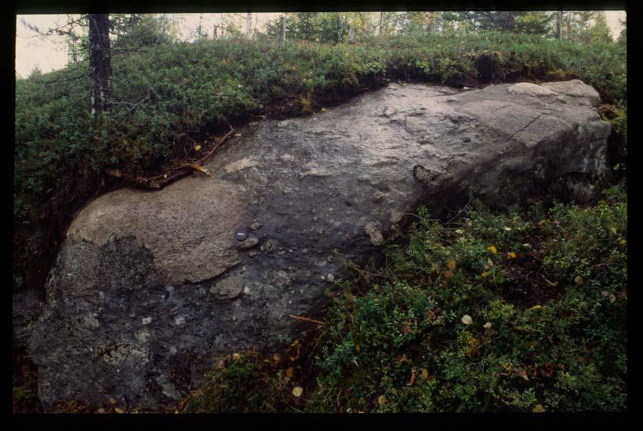 5 Kuva 4. Kuntijärven lajittumaton talus-tyyppinen konglomeraatti, jossa kvartsiporfyyriä on suurina pultereina. Kuntijärven eteläpuoli, Kuusamo. 3.