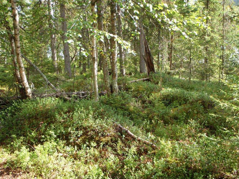 peittämänä. Kuvattu polulta, koillisesta. Kuva 79.