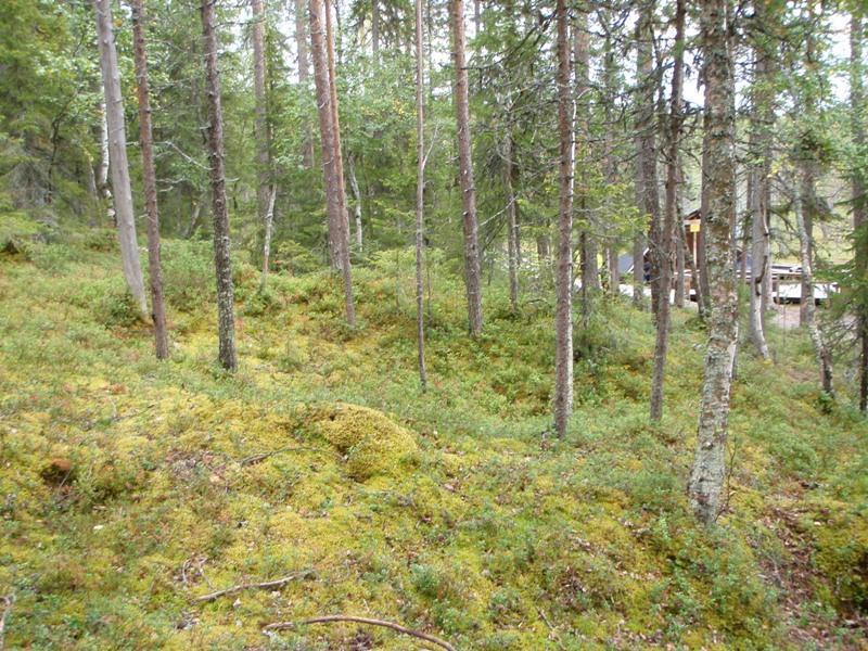 Kuva 84. Kesänkijärvi. Tervahauta.