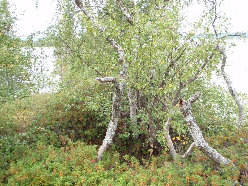 Kuvattu pohjoiskoillisesta.