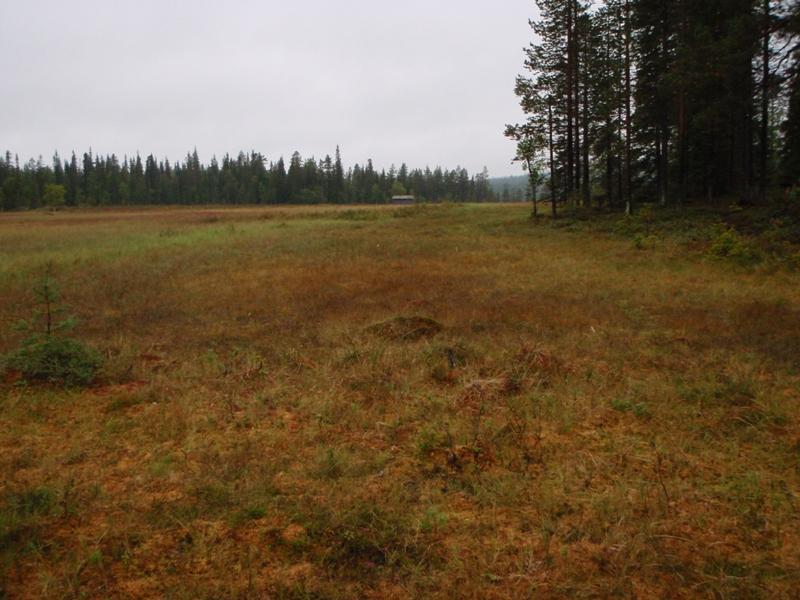 Hangaskuru 2, heinäsuovan pohja.