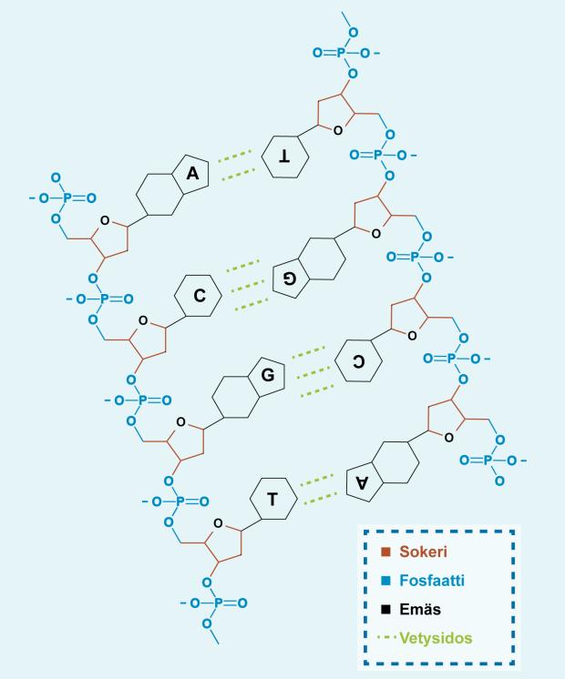 11 DNA:n pituuden mittayksikkö on bp, joka on lyhenne englannin kielen sanoista base pair. Se tarkoittaa vierekkäisten nukleotidien/emästen määrää DNA-juosteessa.