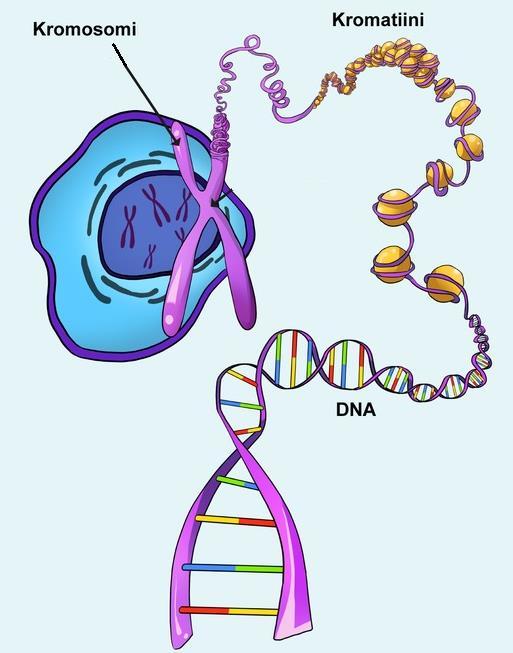 12 2.3. Kromosomit ja toistojaksot Ihmissolu kuuluu eukaryoottisoluihin. Kyseisillä soluilla on tuma, jonne DNA on pakkautunut ja järjestäytynyt useiksi kromosomeiksi.