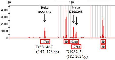 fluoresoivilla leimoilla. ID-PCR-tuotteiden analysointiin käytetään kapillaarielektroforeesiin perustuvaa menetelmää.