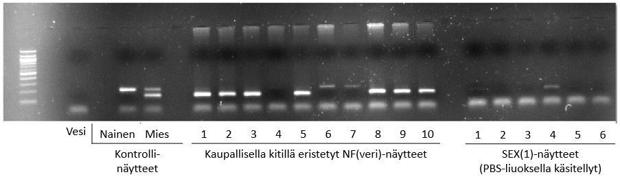 38 PCR-menetelmän epäluotettavaa toimivuutta. Neljännessä testissä koetettiin SEX(1)- näytteitä, jotka oli käsitelty PBS-liuoksella ennen DNA:n eristämistä kaupallisella kitillä.